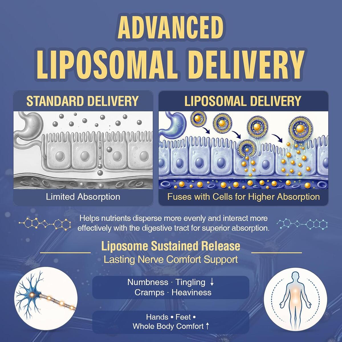 Liposomal Benfotiamine Vitamin B Rebate - RebateKey