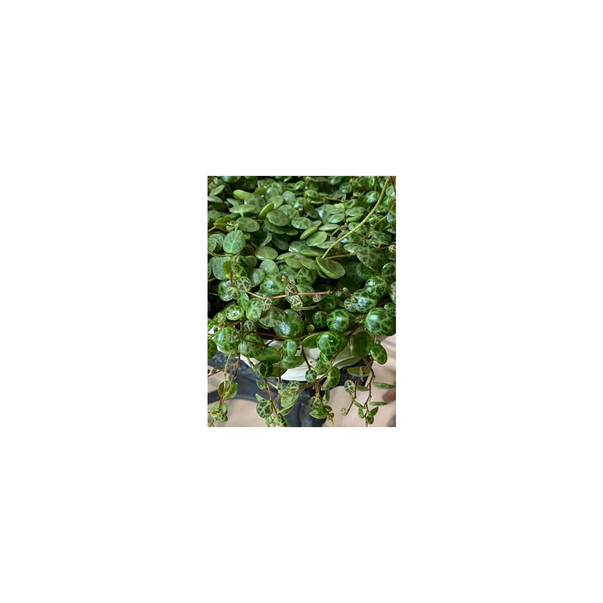 String Of Turtles Plant Rebate - RebateKey