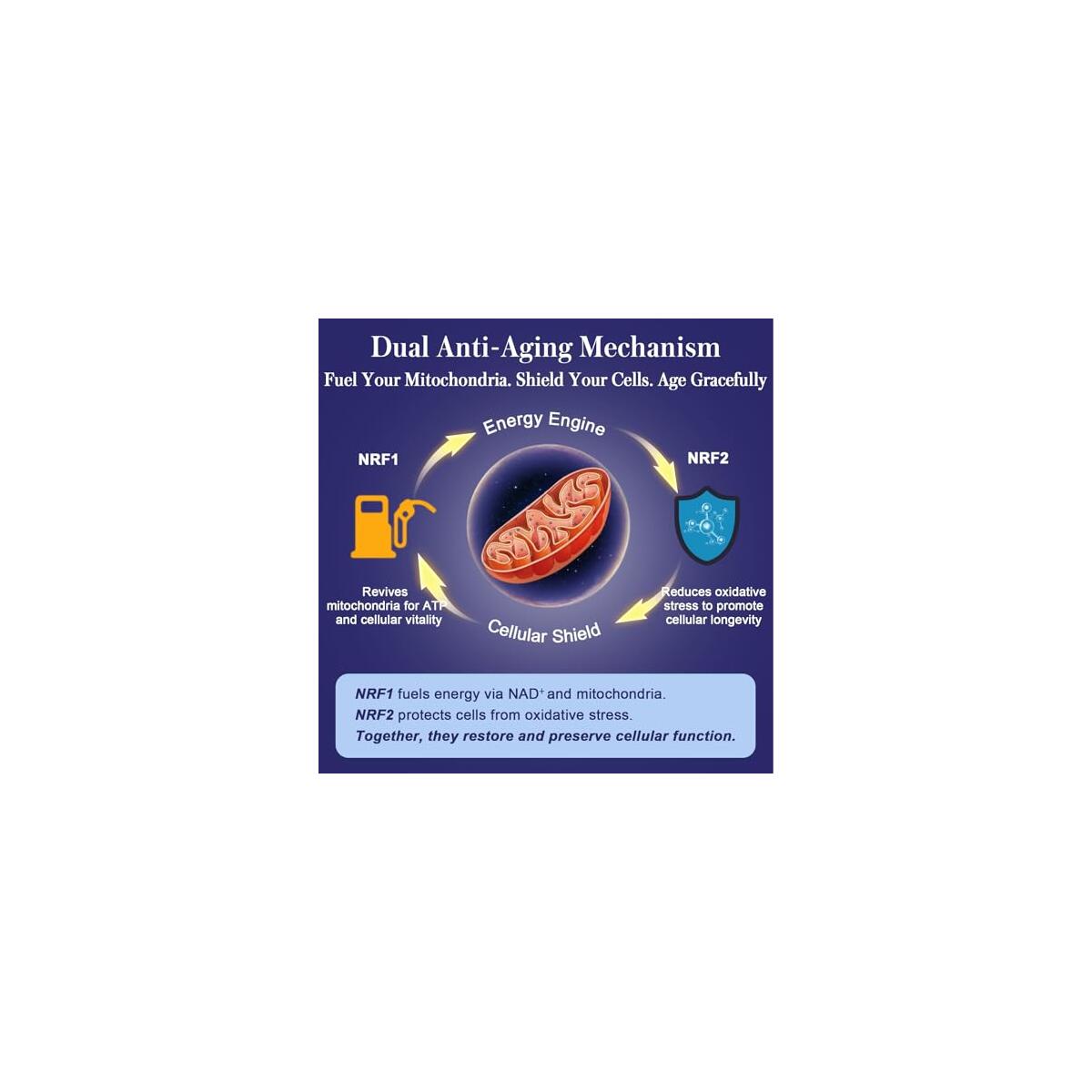 Nrf1 Nrf2 Supplement Cashback - RebateKey