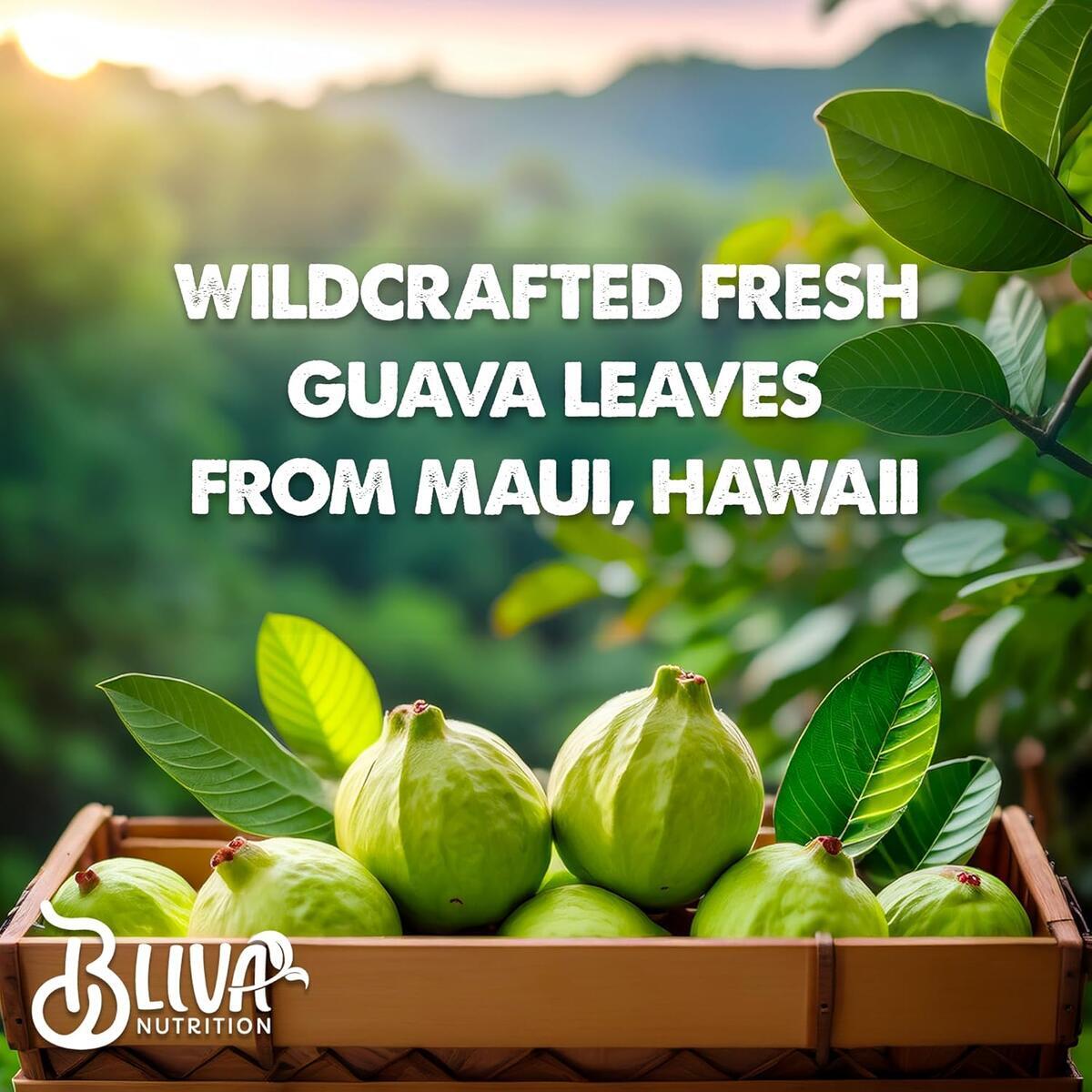 Guava Leaf Extract Capsules Cashback Rebates - RebateKey